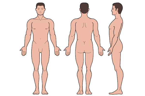 Corpo humano nas posições de frente, de costas e de lado, para mostrar a anatomia humana.