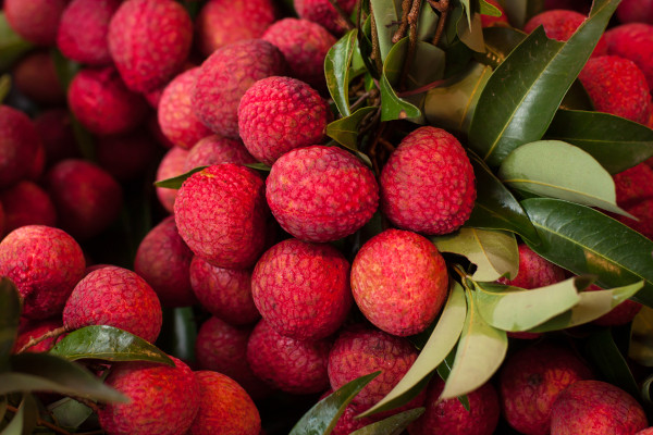 A lichieira é uma árvore originária da China. Seu fruto, a lichia, apresenta vitaminas e sais minerais importantes.