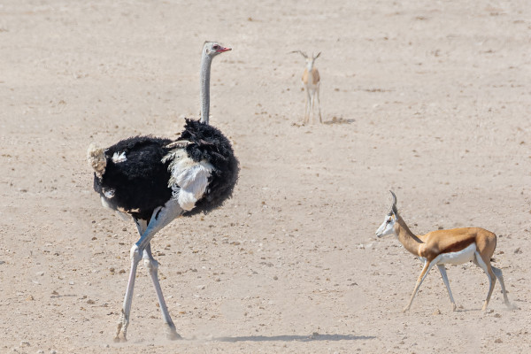 Uma avestruz macho e dois antílopes que pastam na natureza.