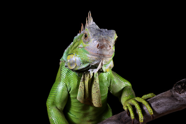Iguana em galho