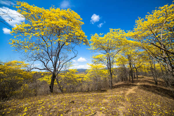 Grupo de árvores com flores, as quais fazem parte das angiospermas.