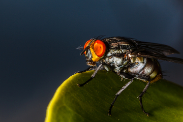 A miíase furunculoide é ocasionada em virtude da penetração de larvas de Dermatobia hominis na pele