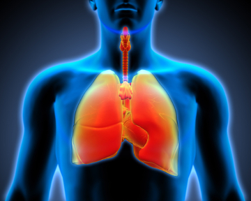 O sistema respiratório está relacionado com as trocas gasosas