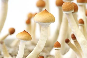 Cogumelos
