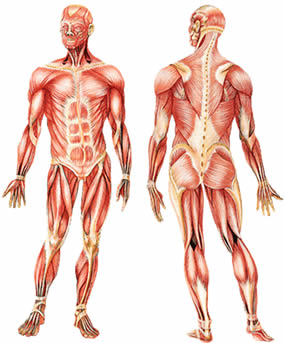 Músculos do corpo humano