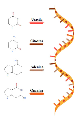 O RNA é um ácido nucleico formado por uma fita simples