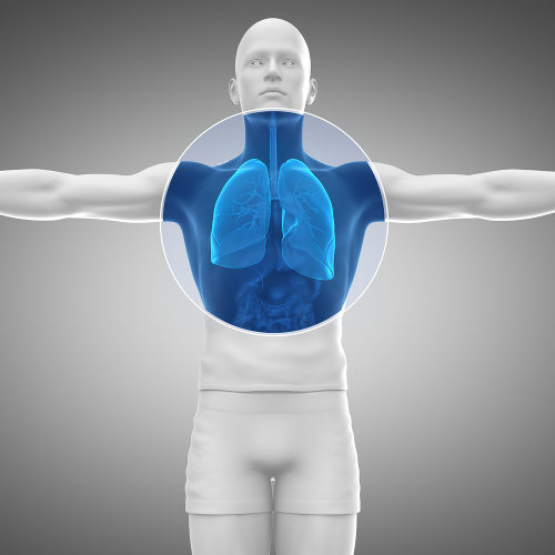 O sistema respiratório é o responsável por realizar a respiração pulmonar