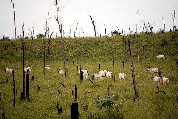 Impactos do agronegócio Área de vegetação florestal desmatada para formação de pastos