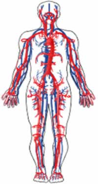 Sistema circulatório humano