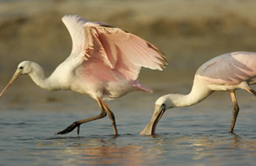 Abrangência evolutiva com foco na locomoção das aves