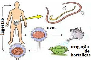 Ciclo do Ascaris lumbricoides