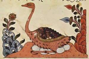 Ilustração de um avestruz-árabe chocando seus ovos na natureza.