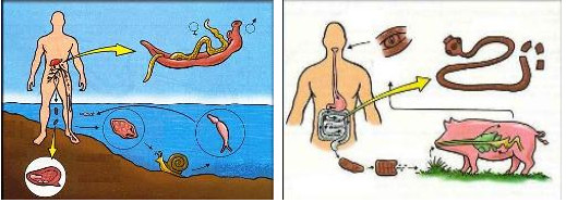 Ciclo da esquistossomose e teníase
