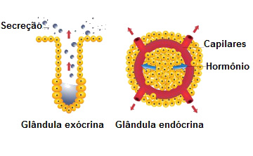 Existem dois tipos principais de glândulas